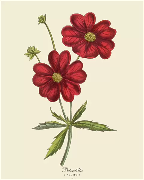 Potentilla or Cinquefoil Plant, Victorian Botanical Illustration