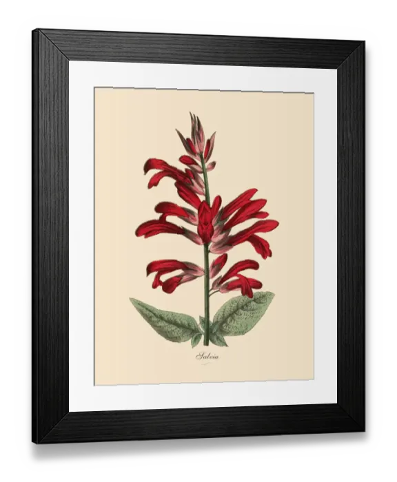 Framed Print : Salvia Plant, Victorian Botanical Illustration Framed Print : Salvia Plant, Victorian Botanical Illustration