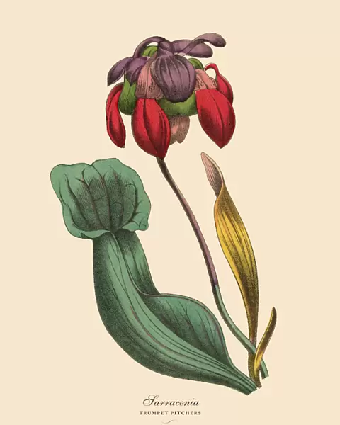 Sarracenia or Trumpet Pitcher Plant, Victorian Botanical Illustration