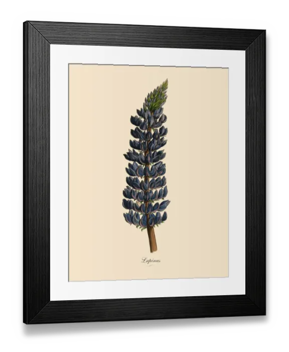Framed Print : Lupinus or Lupine Plant, Victorian Botanical Illustration Framed Print : Lupinus or Lupine Plant, Victorian Botanical Illustration
