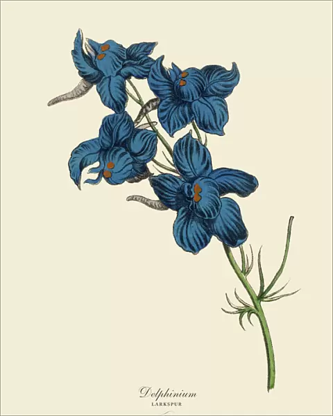 Delphinium or Larkspur Plant, Victorian Botanical Illustration