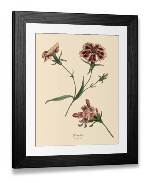Framed Print : Dianthus or Carnation Plant, Victorian Botanical Illustration Framed Print : Dianthus or Carnation Plant, Victorian Botanical Illustration