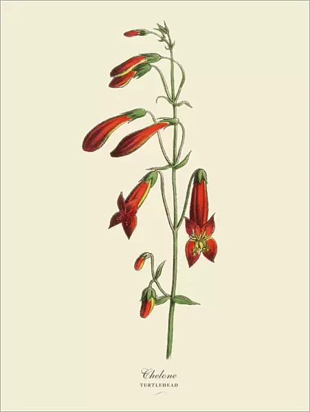 Chelone or Turtlehead Plant, Victorian Botanical Illustration