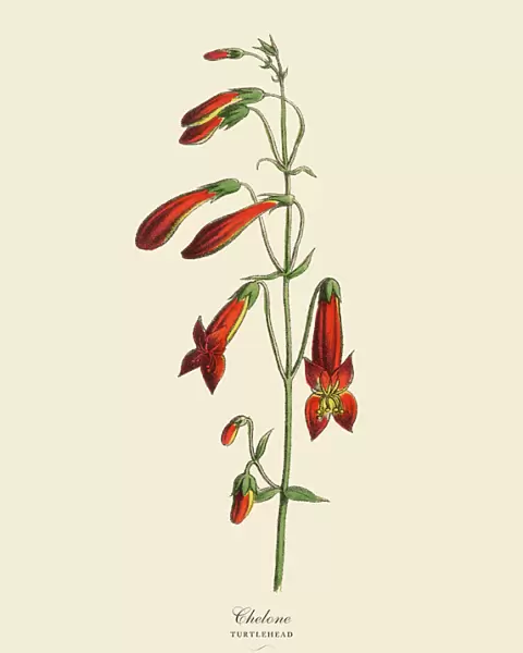 Chelone or Turtlehead Plant, Victorian Botanical Illustration