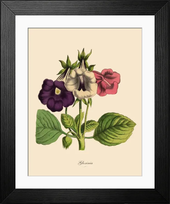 Framed Print : Gloxinia Plant, Victorian Botanical Illustration Framed Print : Gloxinia Plant, Victorian Botanical Illustration