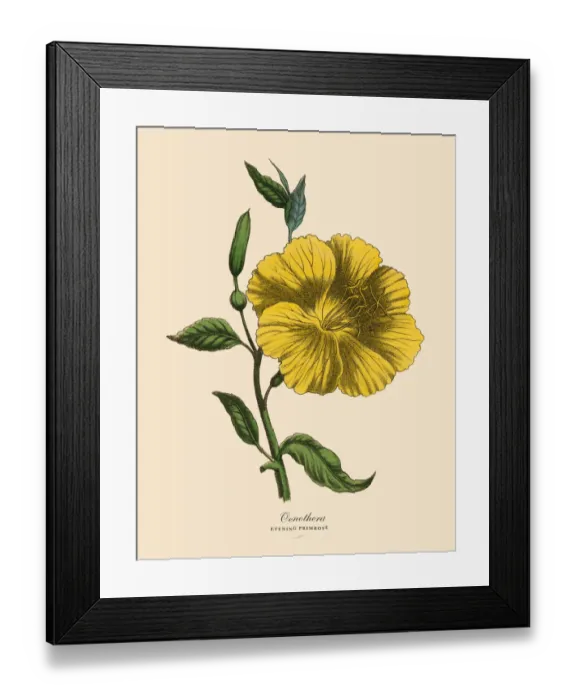 Framed Print : Oenothera or Evening Primrose Plant, Victorian Botanical Illustration