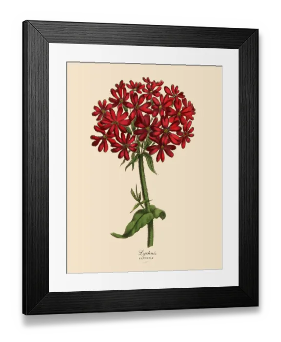 Framed Print : Lychnis or Catchfly Plant, Victorian Botanical Illustration Framed Print : Lychnis or Catchfly Plant, Victorian Botanical Illustration