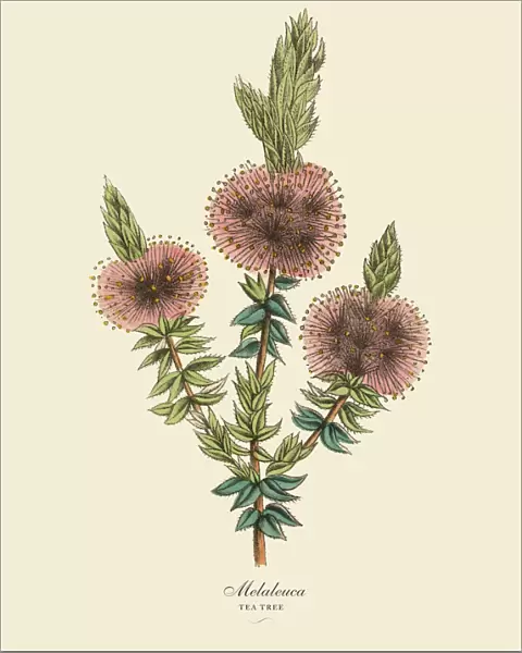 Melaleuca or Tea Tree Plant, Victorian Botanical Illustration
