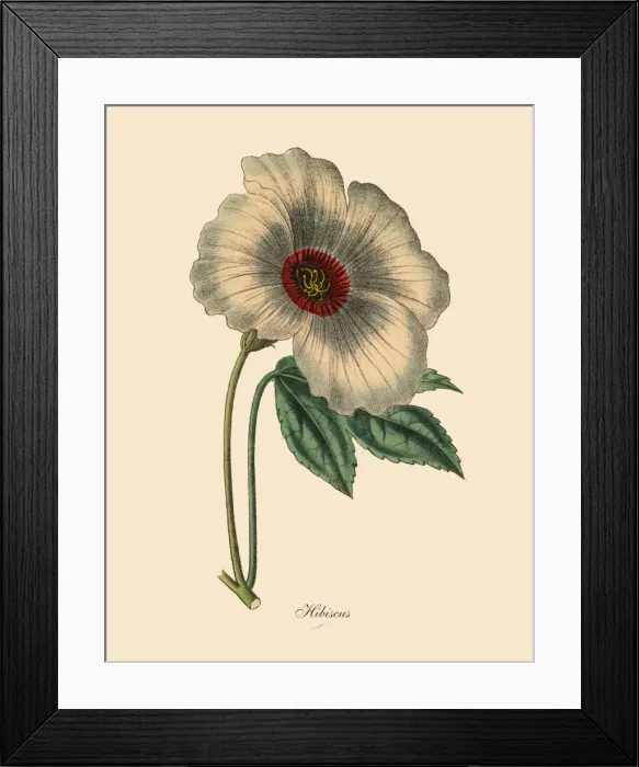 Framed Print : Hibiscus or Rose Mallow Plant, Victorian Botanical Illustration Framed Print : Hibiscus or Rose Mallow Plant, Victorian Botanical Illustration
