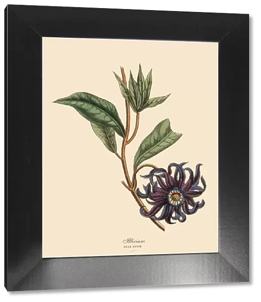 Illicium or Star Anise Plant, Victorian Botanical Illustration