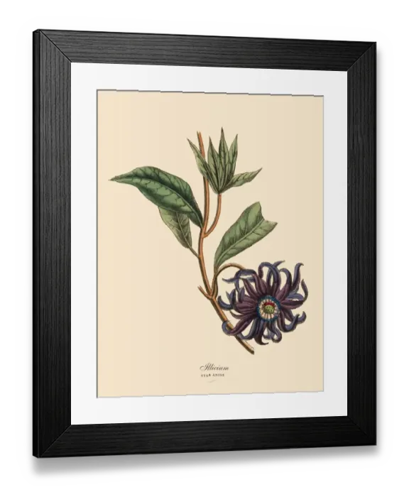 Framed Print : Illicium or Star Anise Plant, Victorian Botanical Illustration Framed Print : Illicium or Star Anise Plant, Victorian Botanical Illustration