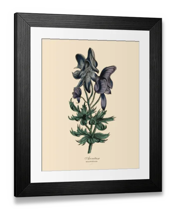 Framed Print : Aconitum or Monkshood Plant, Victorian Botanical Illustration Framed Print : Aconitum or Monkshood Plant, Victorian Botanical Illustration