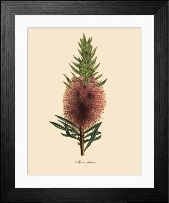 Framed Print : Metrosideros Plant, Victorian Botanical Illustration