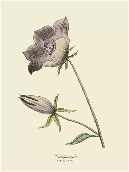 Campanula or Bellflower Plant, Victorian Botanical Illustration