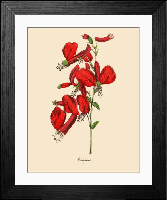 Framed Print : Cuphaea or Cigar Plant, Victorian Botanical Illustration Framed Print : Cuphaea or Cigar Plant, Victorian Botanical Illustration