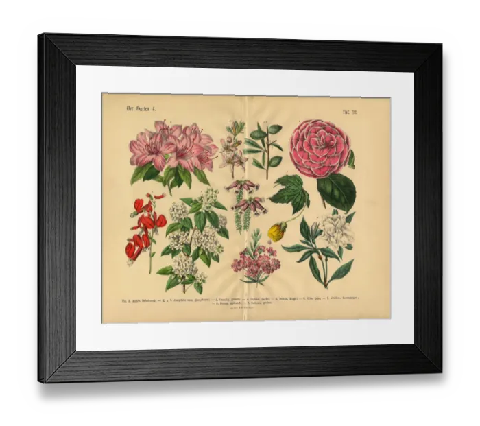 Framed Print : Flowers of the Garden, Victorian Botanical Illustration Framed Print : Flowers of the Garden, Victorian Botanical Illustration