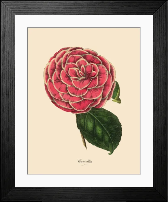 Framed Print : Camellia, Pink Camellia Plant, Victorian Botanical Illustration Framed Print : Camellia, Pink Camellia Plant, Victorian Botanical Illustration