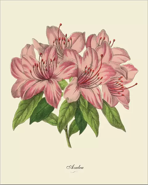 Pink Azalea Plant, Victorian Botanical Illustration