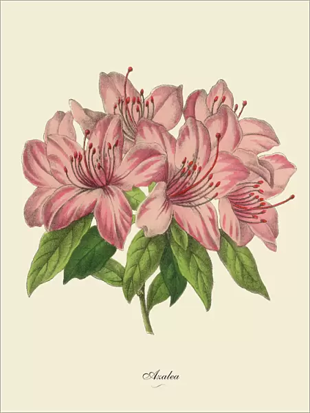 Pink Azalea Plant, Victorian Botanical Illustration