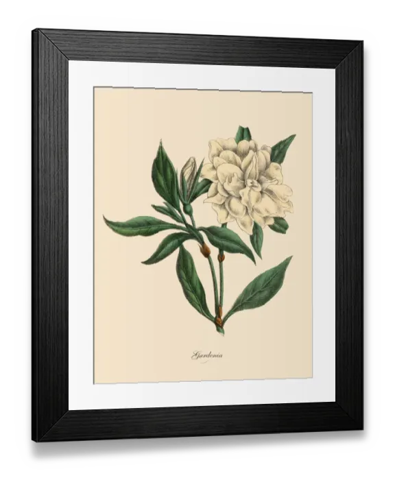 Framed Print : Gardenia Plant, Victorian Botanical Illustration Framed Print : Gardenia Plant, Victorian Botanical Illustration