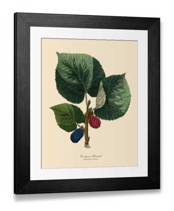 Framed Print : European Chestnut Tree, Victorian Botanical Illustration Framed Print : European Chestnut Tree, Victorian Botanical Illustration