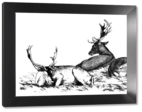 Antique illustration of four deer sitting on the grass