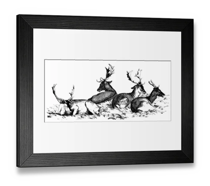 Framed Print : Antique illustration of four deer sitting on the grass Framed Print : Antique illustration of four deer sitting on the grass