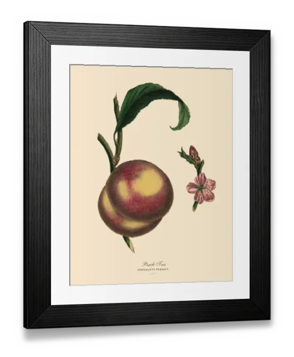 Framed Print : Peach Tree, Victorian Botanical Illustration Framed Print : Peach Tree, Victorian Botanical Illustration