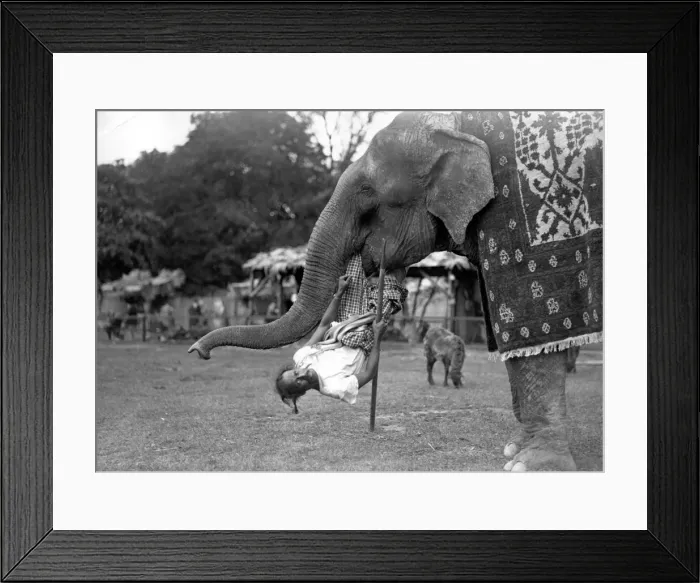 Framed Print : Elephant Lift Framed Print : Elephant Lift