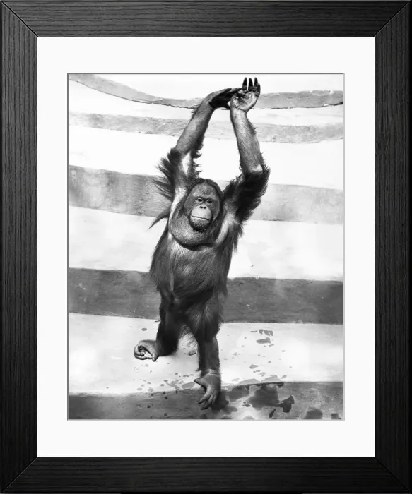 Framed Print : Orangutan w / arms up Framed Print : Orangutan w / arms up