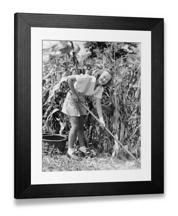Framed Print : Woman hoeing in field of corn Framed Print : Woman hoeing in field of corn