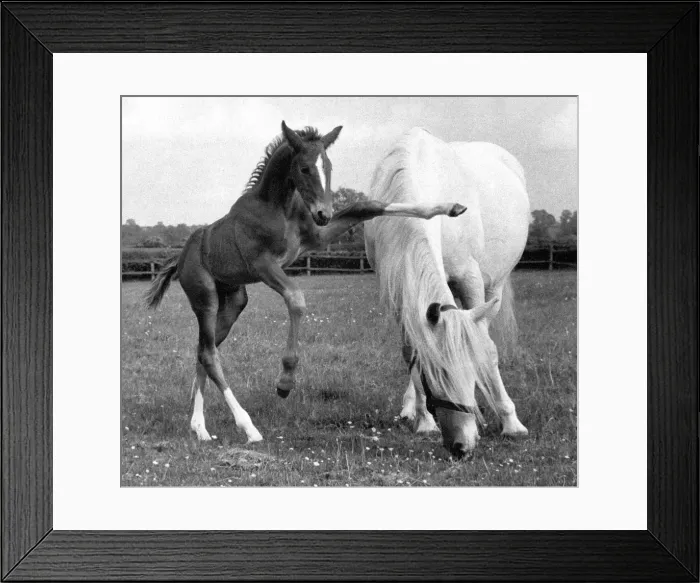 Framed Print : black and white, Huty 18722, horse, no people, Huty1872207, outdoors, day, full length Framed Print : black and white, Huty 18722, horse, no people, Huty1872207, outdoors, day, full length