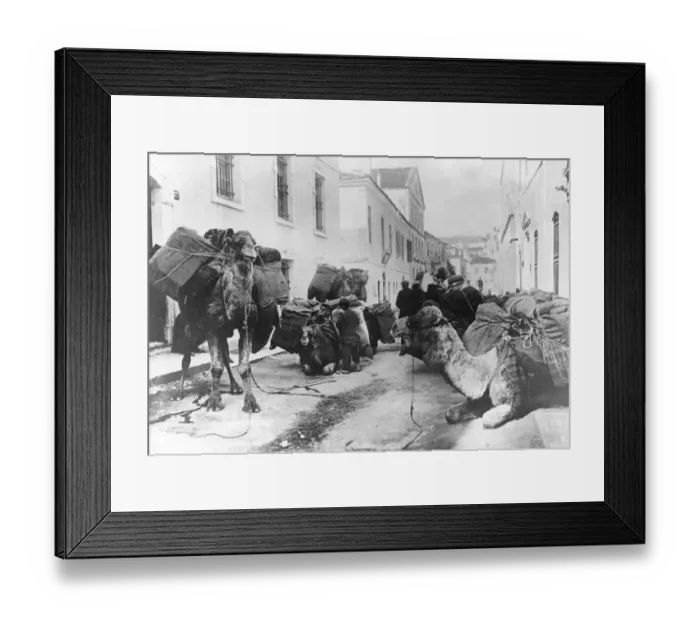 Framed Print : Camels In Smyrna Framed Print : Camels In Smyrna