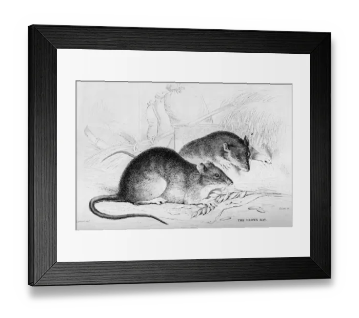 Framed Print : Rattus Norvegicus Framed Print : Rattus Norvegicus