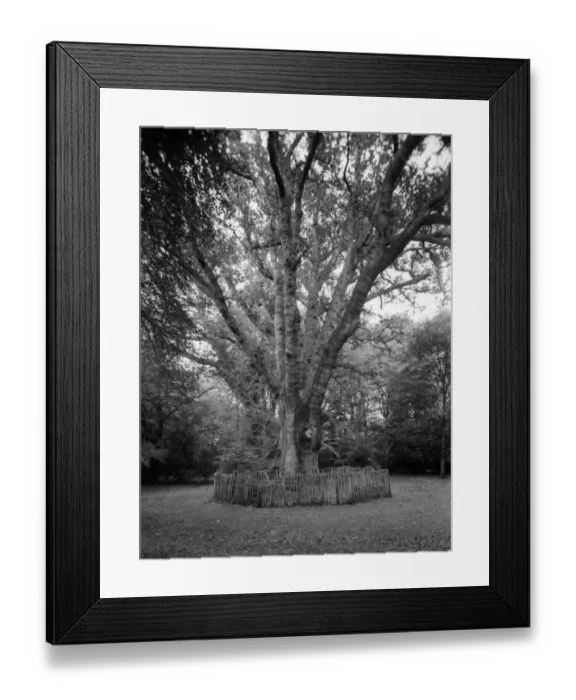 Framed Print : Tree In New Forest Framed Print : Tree In New Forest