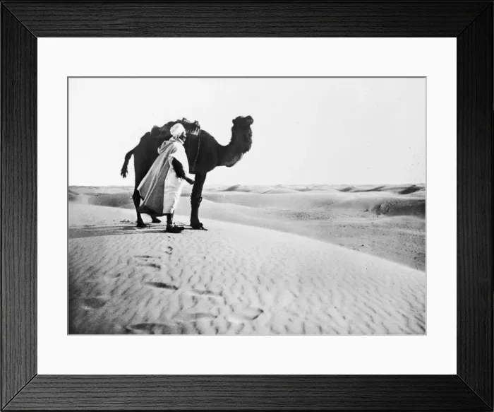 Framed Print : Sahara Camel Framed Print : Sahara Camel
