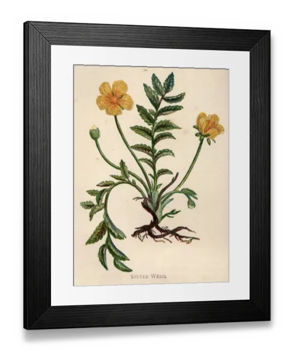 Framed Print : Silver Weed Framed Print : Silver Weed