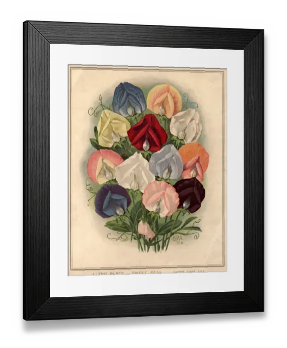 Framed Print : Sweet Peas Framed Print : Sweet Peas
