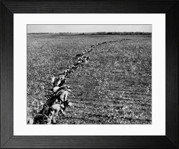 Framed Print : Cotton Pickers Framed Print : Cotton Pickers