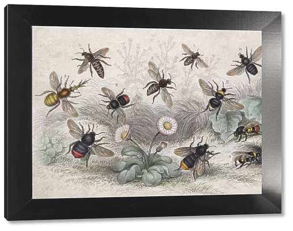 Bees In Colour