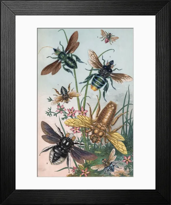 Framed Print : Bees And Their Counterfeits Framed Print : Bees And Their Counterfeits