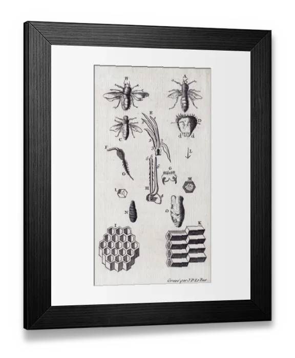 Framed Print : Les Abeilles Framed Print : Les Abeilles
