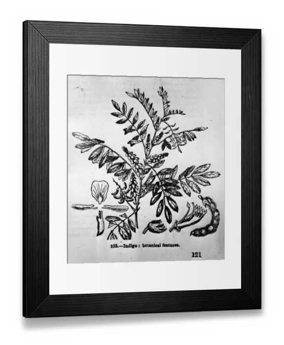 Framed Print : Textile Dye Indigo
