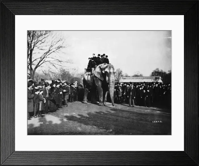 Framed Print : Jumbo At London Zoo Framed Print : Jumbo At London Zoo