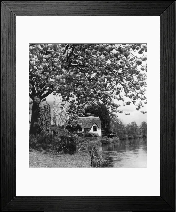 Framed Print : Cherry Blossom