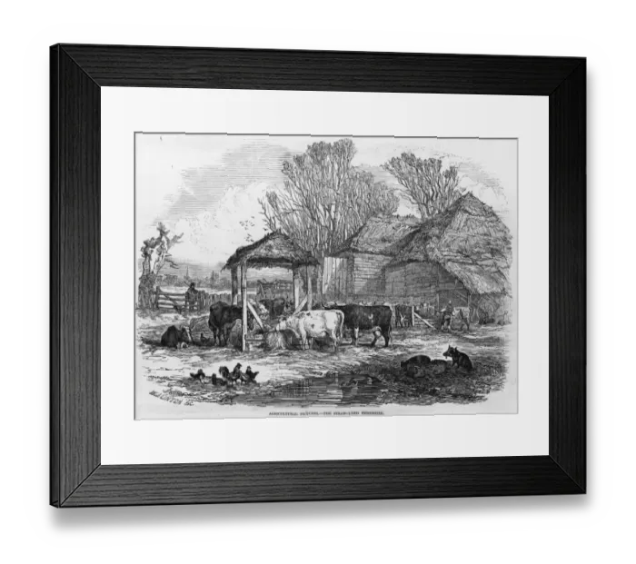 Framed Print : Feeding Cows Framed Print : Feeding Cows