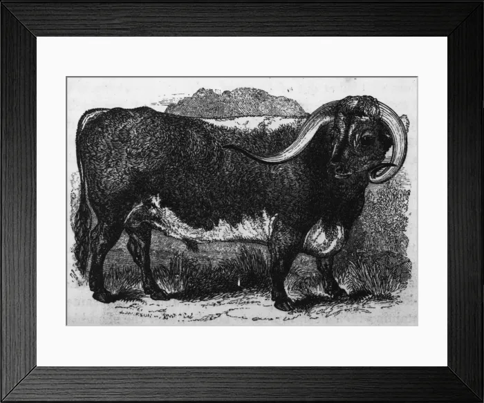 Framed Print : Curly Horns Framed Print : Curly Horns