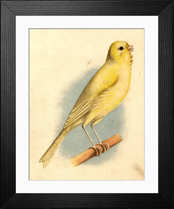 Framed Print : Dickey Bird Framed Print : Dickey Bird