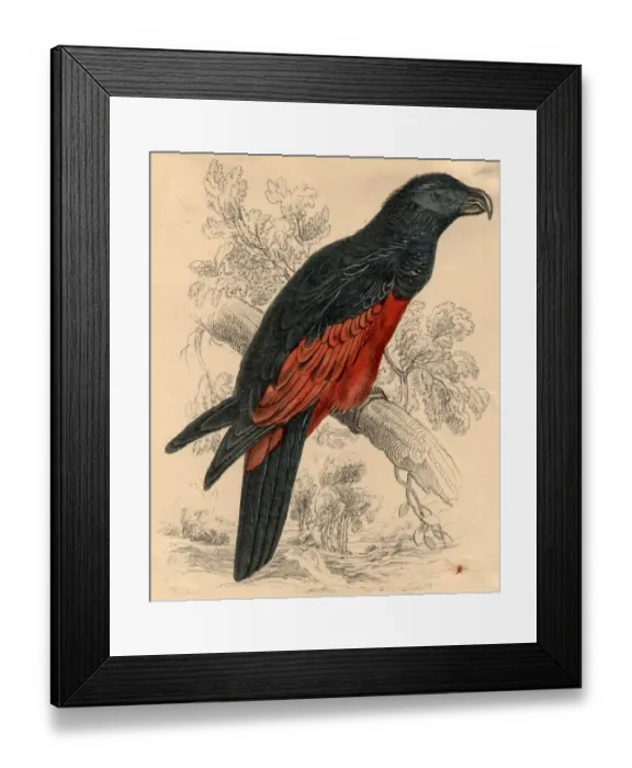 Framed Print : Australian Parrot Framed Print : Australian Parrot