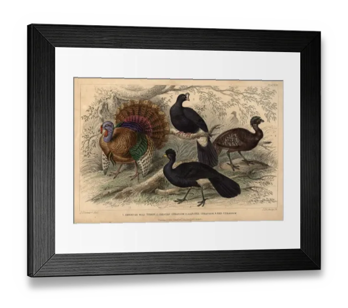 Framed Print : American Turkeys Framed Print : American Turkeys